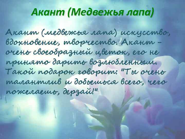 Акант (Медвежья лапа) Акант (медвежья лапа) искусство, вдохновение, творчество. Акант очень своеобразный цветок, его