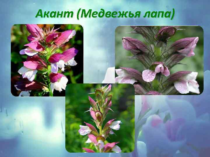 Акант (Медвежья лапа) 