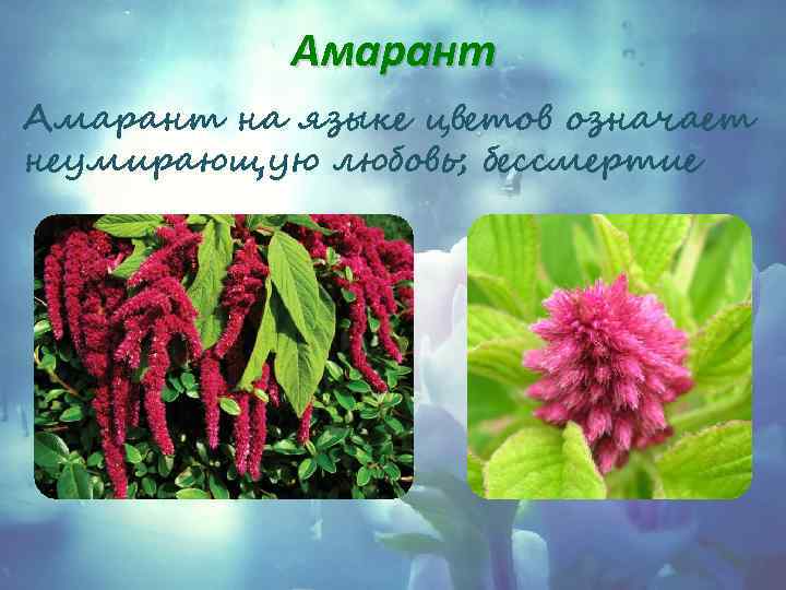 Амарант на языке цветов означает неумирающую любовь; бессмертие 