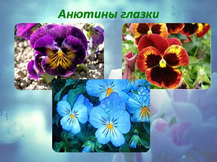 Анютины глазки 