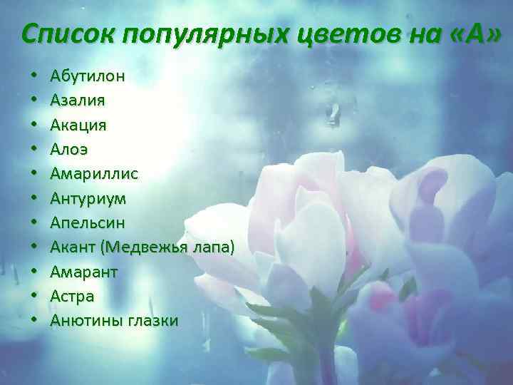Список популярных цветов на «А» • • • Абутилон Азалия Акация Алоэ Амариллис Антуриум