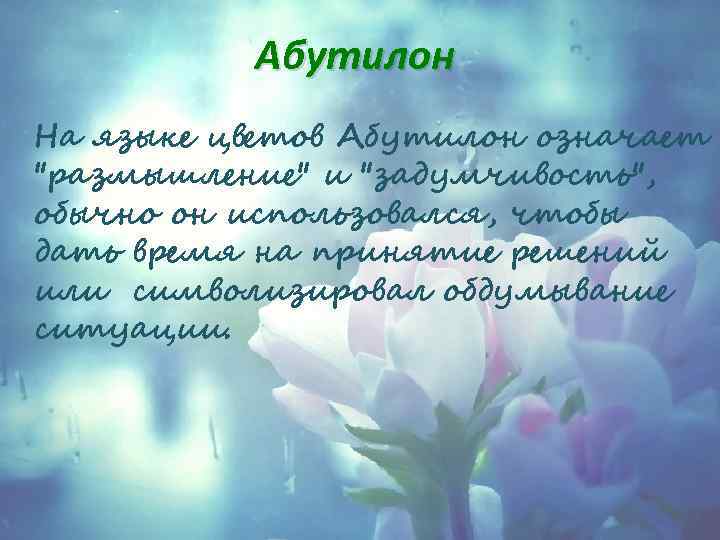 Абутилон На языке цветов Абутилон означает 