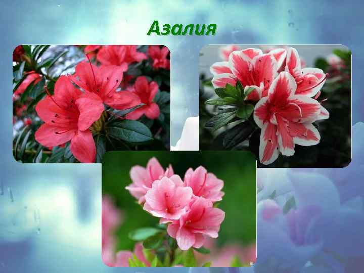 Азалия 