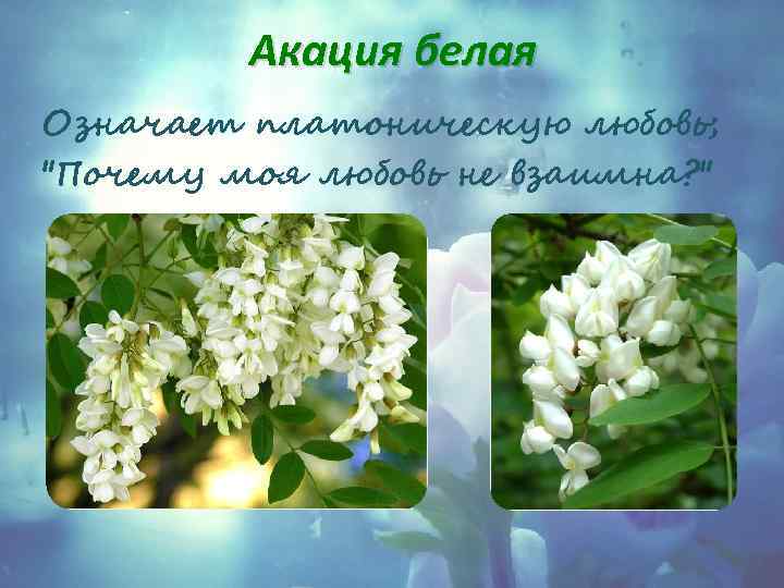 Акация белая Означает платоническую любовь; 