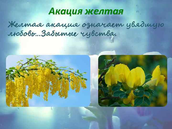 Акация желтая Желтая акация означает увядшую любовь…Забытые чувства. 