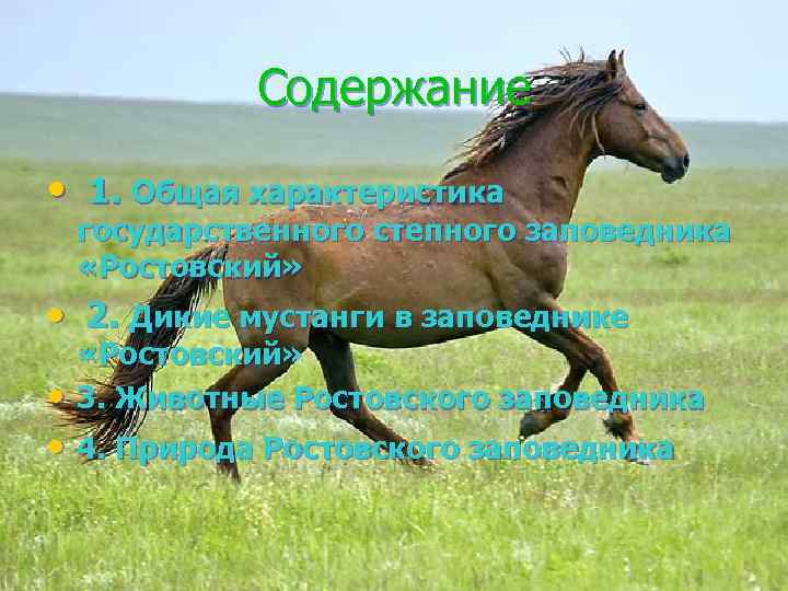 Содержание • 1. Общая характеристика государственного степного заповедника «Ростовский» • 2. Дикие мустанги в