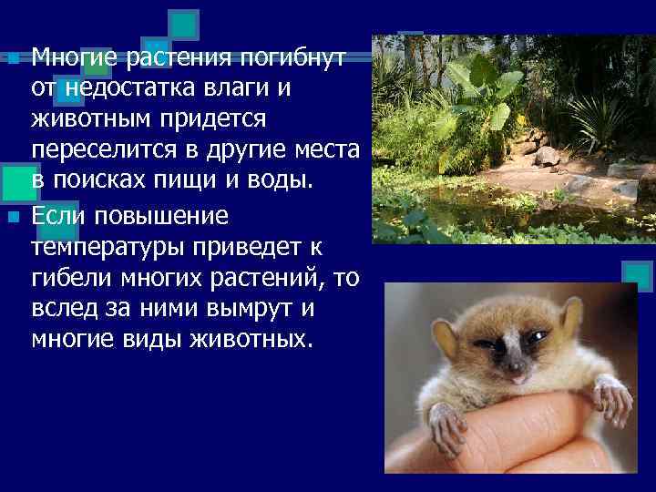 n n Многие растения погибнут от недостатка влаги и животным придется переселится в другие