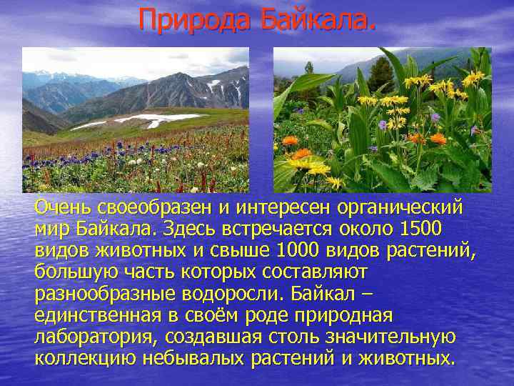Природа Байкала. Очень своеобразен и интересен органический мир Байкала. Здесь встречается около 1500 видов