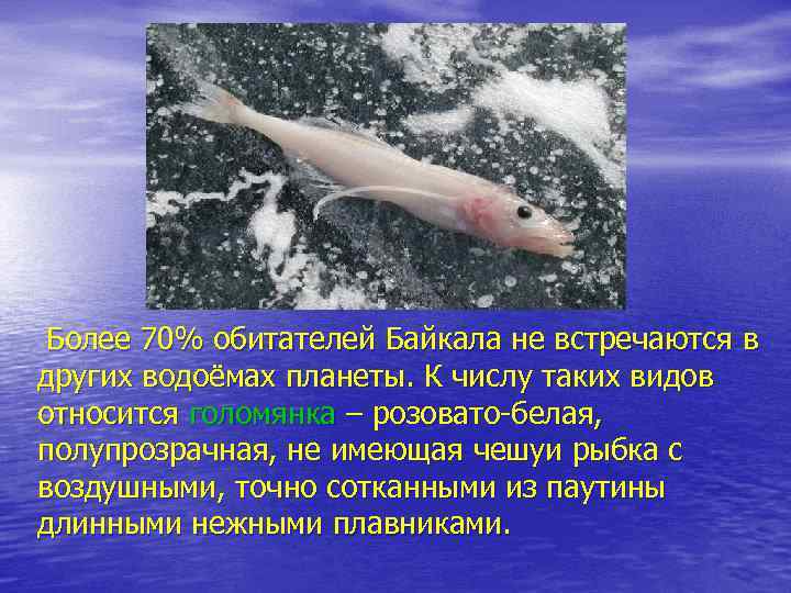 Более 70% обитателей Байкала не встречаются в других водоёмах планеты. К числу таких видов