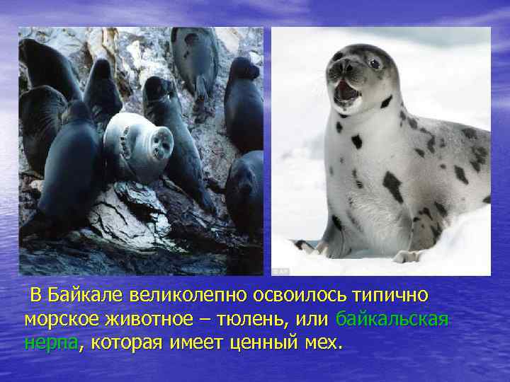 В Байкале великолепно освоилось типично морское животное – тюлень, или байкальская нерпа, которая имеет