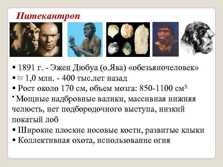 Питекантроп § 1891 г. - Эжен Дюбуа (о. Ява) «обезьяночеловек» § ≈ 1, 0