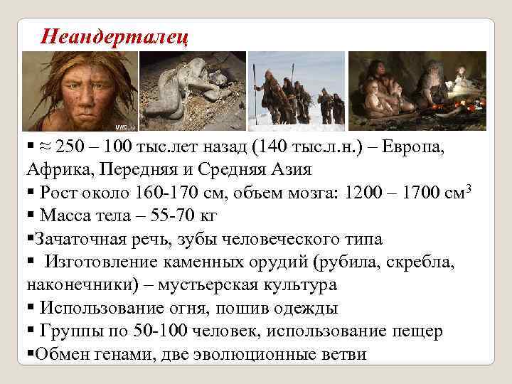 Неандерталец § ≈ 250 – 100 тыс. лет назад (140 тыс. л. н. )