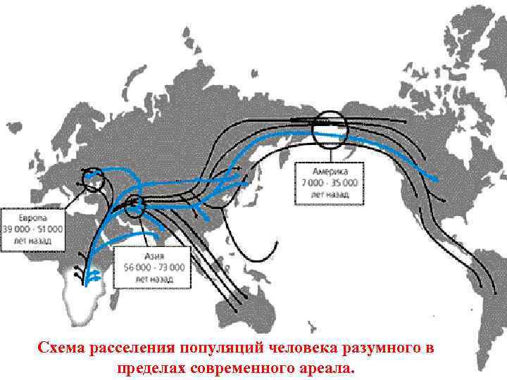 Схема расселения популяций человека разумного в пределах современного ареала. 