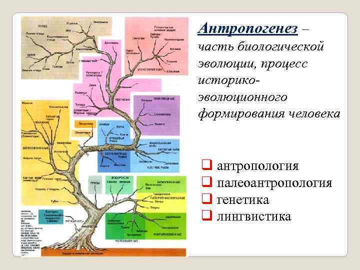 Антропогенез ру эволюция человека схема