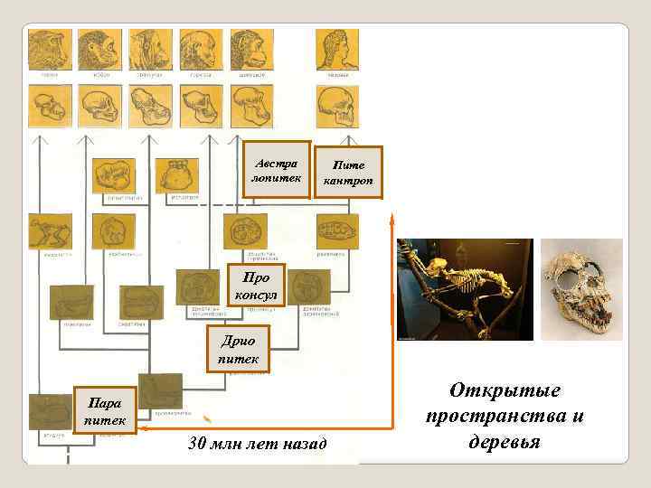 Австра лопитек Пите кантроп Про консул Дрио питек Пара питек 30 млн лет назад