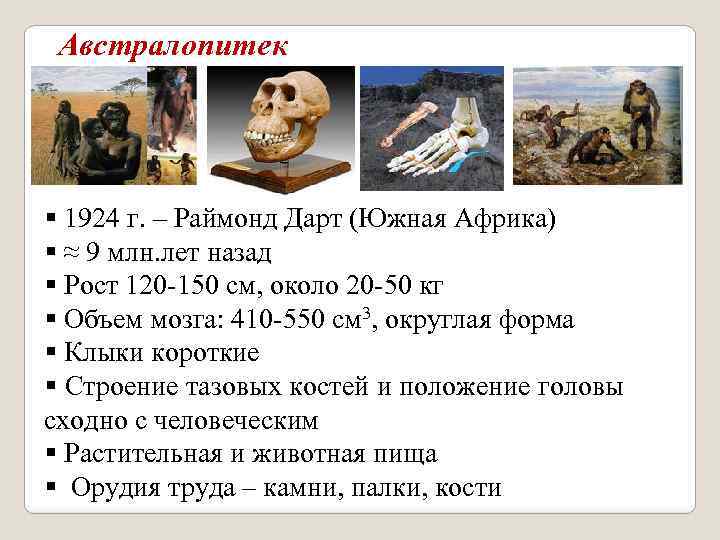 Австралопитек § 1924 г. – Раймонд Дарт (Южная Африка) § ≈ 9 млн. лет