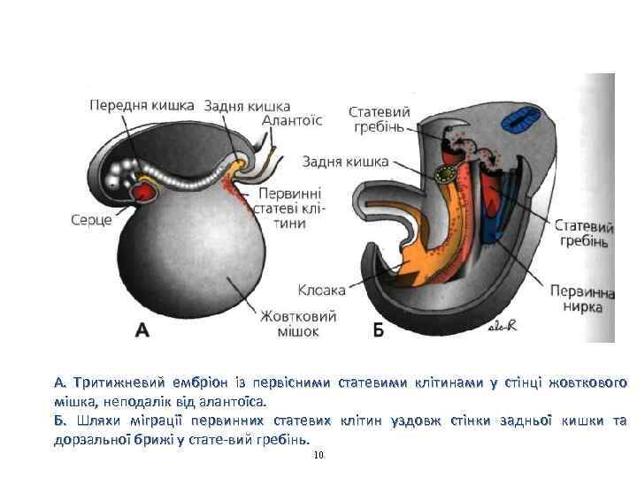 А. Тритижневий ембріон із первісними статевими клітинами у стінці жовткового мішка, неподалік від алантоїса.