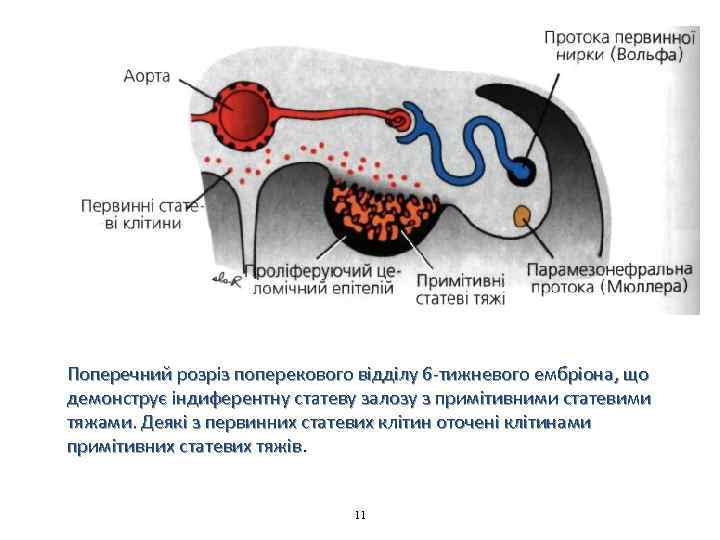 Поперечний розріз поперекового відділу 6 тижневого ембріона, що демонструє індиферентну статеву залозу з примітивними