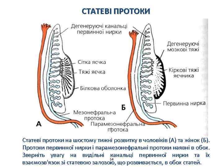 СТАТЕВІ ПРОТОКИ Статеві протоки на шостому тижні розвитку в чоловіків (А) та жінок (Б).