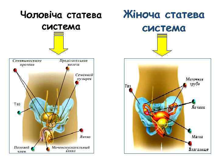 Чоловіча статева система Жіноча статева система 