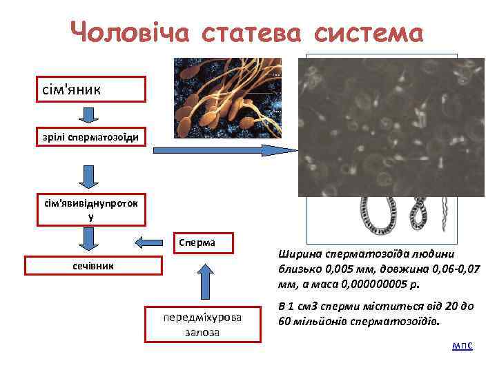 Чоловіча статева система сім'яник зрілі сперматозоїди сім'явивіднупроток у Сперма сечівник передміхурова залоза Ширина сперматозоїда