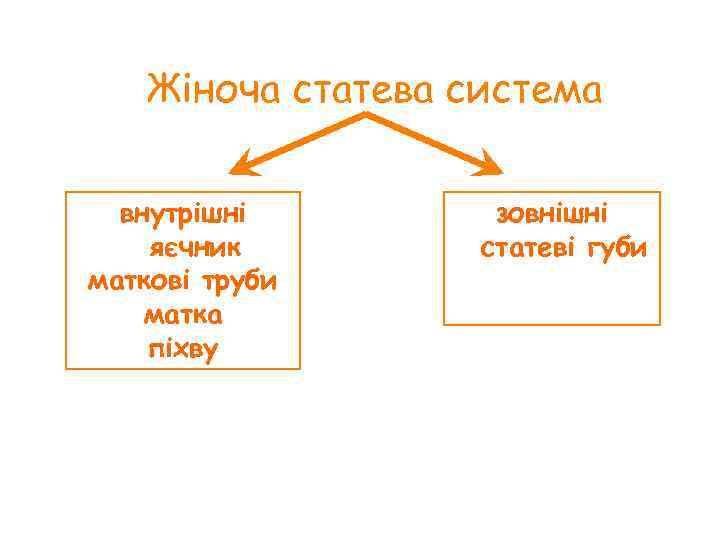 Жіноча статева система внутрішні яєчник маткові труби матка піхву зовнішні статеві губи 