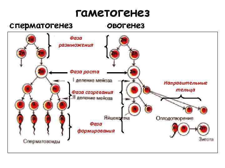 сперматогенез овогенез Фаза размножения 2 n 2 n гаметогенез 2 n 2 n Фаза