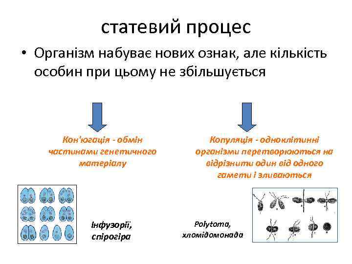 статевий процес • Організм набуває нових ознак, але кількість особин при цьому не збільшується