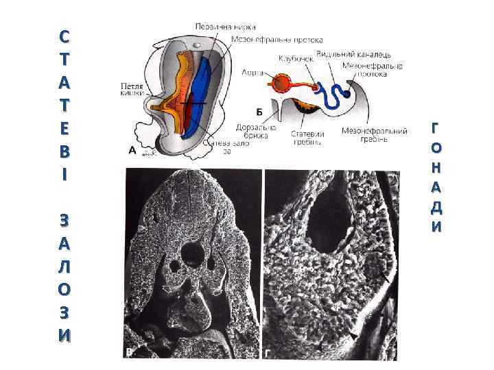 С Т А Т Е В І Г О Н А Д И З