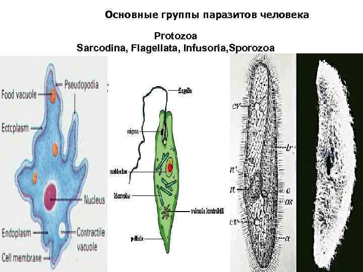 Основные группы паразитов человека Protozoa Sarcodina, Flagellata, Infusoria, Sporozoa 