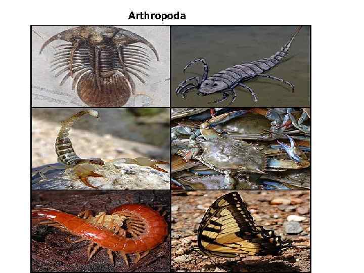 Arthropoda 