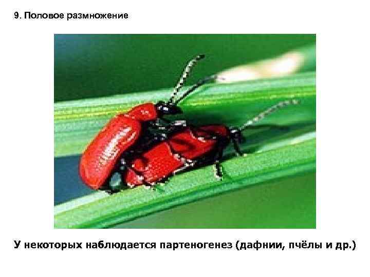 9. Половое размножение У некоторых наблюдается партеногенез (дафнии, пчёлы и др. ) 