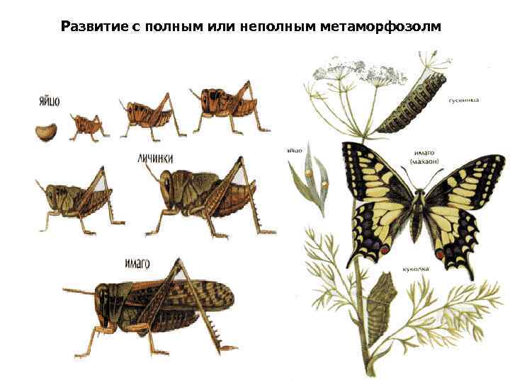Развитие с полным или неполным метаморфозолм 