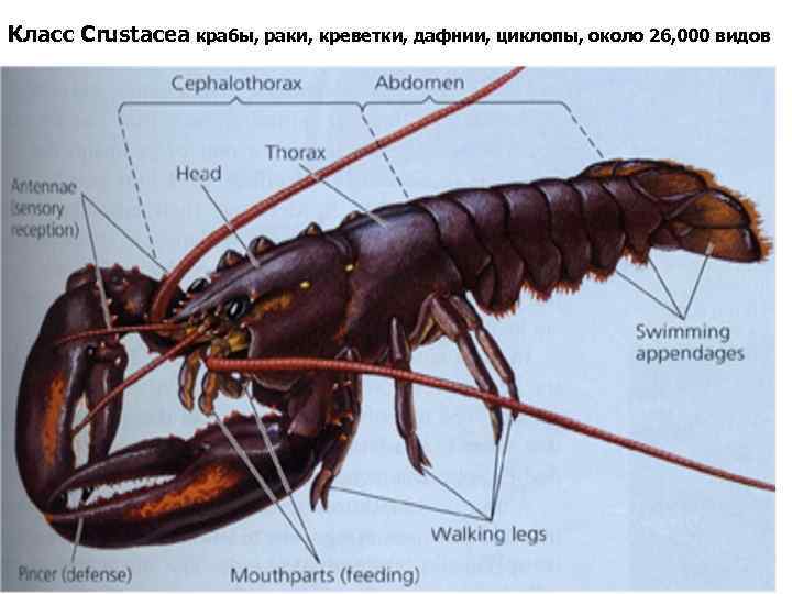 Класс Crustacea крабы, раки, креветки, дафнии, циклопы, около 26, 000 видов 