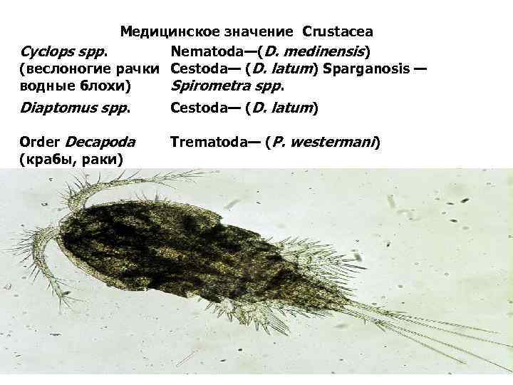 Медицинское значение Crustacea Cyclops spp. Nematoda—(D. medinensis) (веслоногие рачки Cestoda— (D. latum) Sparganosis —