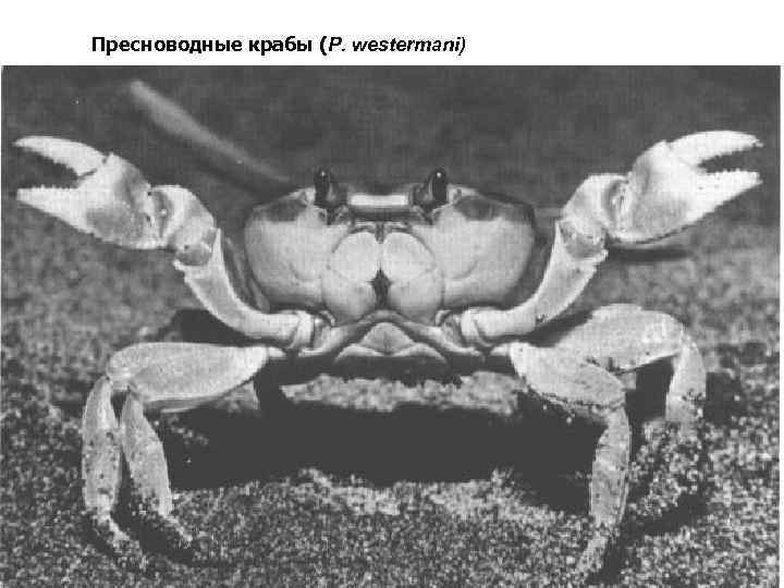 Пресноводные крабы (P. westermani) 