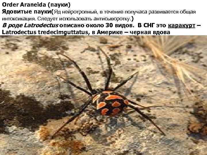 Order Araneida (пауки) Ядовитые пауки(Яд нейротропный, в течение получаса развивается общая интоксикация. Следует использовать