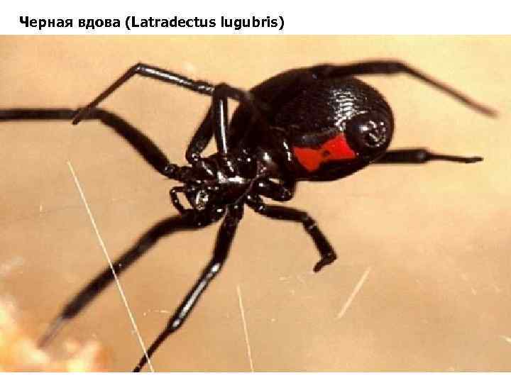 Черная вдова (Latradectus lugubris) 