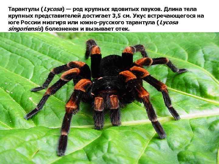 Тарантулы (Lycosa) — род крупных ядовитых пауков. Длина тела крупных представителей достигает 3, 5