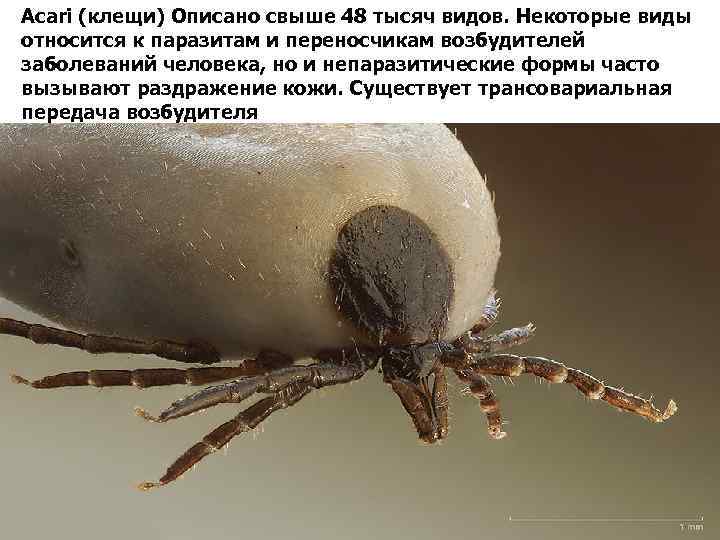 Acari (клещи) Описано свыше 48 тысяч видов. Некоторые виды относится к паразитам и переносчикам