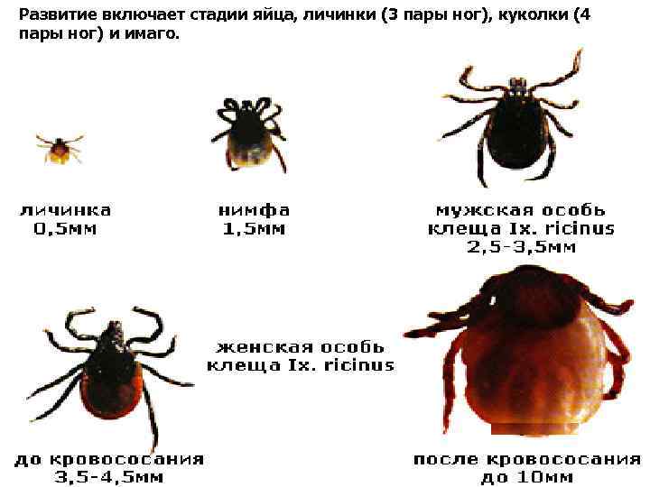 Развитие включает стадии яйца, личинки (3 пары ног), куколки (4 пары ног) и имаго.