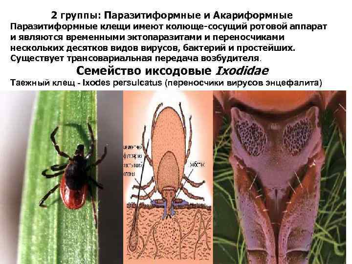 Паразитиформными клещами