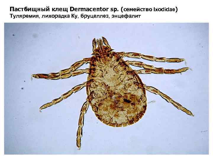 Дермацентор клещ рисунок