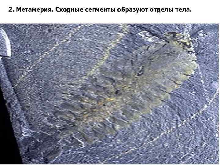 2. Метамерия. Сходные сегменты образуют отделы тела. 