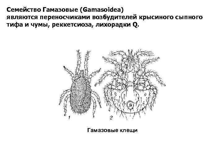 Куриный клещ рисунок