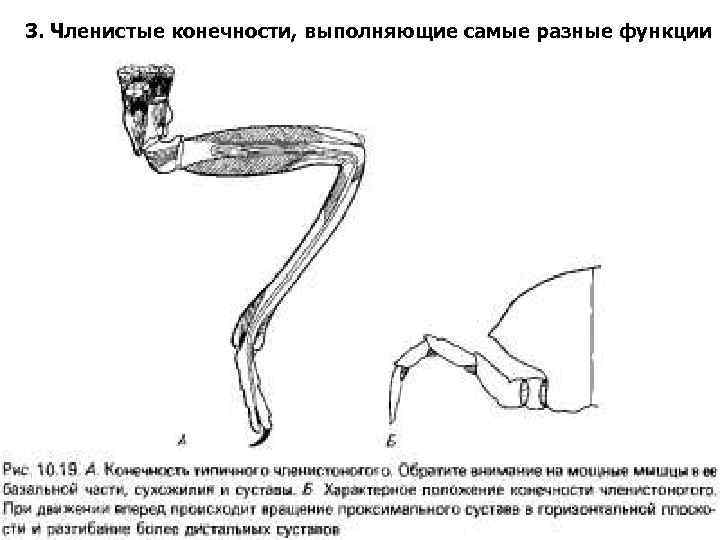 3. Членистые конечности, выполняющие самые разные функции 