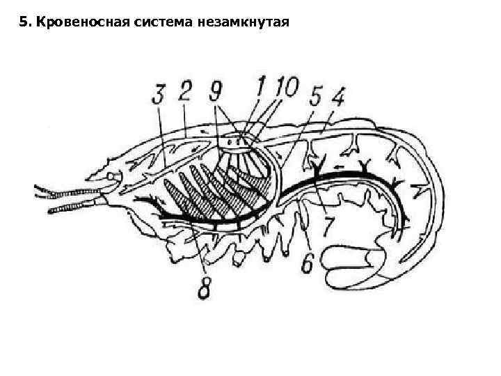5. Кровеносная система незамкнутая 
