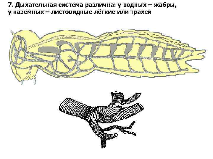 7. Дыхательная система различна: у водных – жабры, у наземных – листовидные лёгкие или