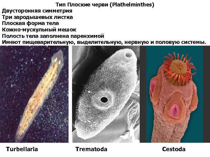 Симметрия плоских червей. Тип плоские черви (plathelminthes). Тип плоские черви симметрия тела. Плоские черви паренхима. Полость тела плоских червей.