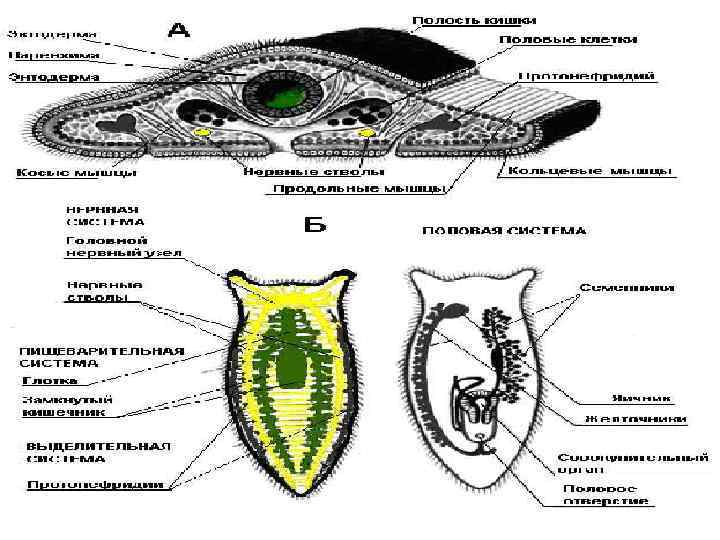 Симметрия тела плоских червей. Плоские черви зародышевые листки. Билатеральная симметрия у плоских червей. Двусторонняя симметрия у плоских червей.